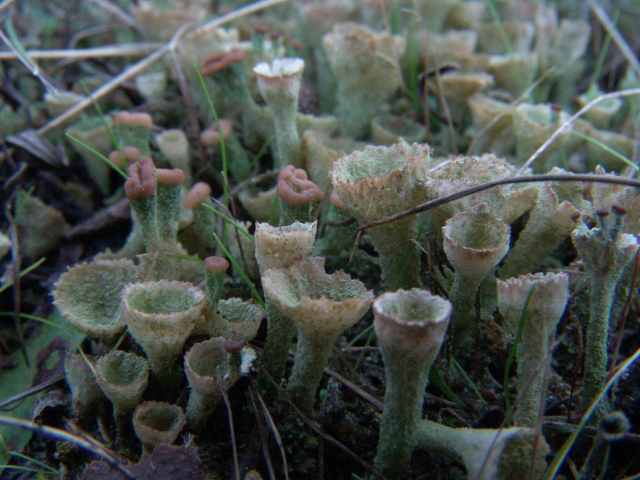 Cladonia conistea, één van de bekermossen op zandgrond in pioniervegetaties.